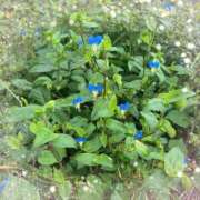 ヒメ日記 2025/10/19 17:56 投稿 あんり未経験 マダム可憐