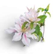 ヒメ日記 2026/01/17 10:50 投稿 あんり未経験 マダム可憐