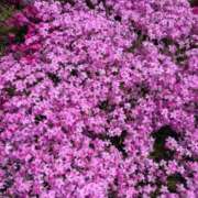 ヒメ日記 2026/04/21 18:26 投稿 たまき 京都の痴女鉄道