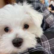 ヒメ日記 2025/06/09 07:58 投稿 みさき 新妻物語