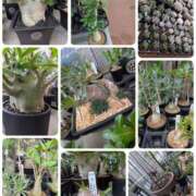 ヒメ日記 2025/07/08 21:50 投稿 いと 奥鉄オクテツ東京店（デリヘル市場）