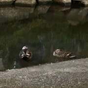 ヒメ日記 2025/06/05 11:18 投稿 すずか 小田原人妻城