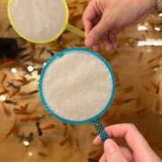 ヒメ日記 2025/07/30 22:01 投稿 うみ 制服向上委員会