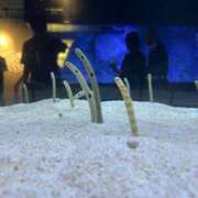 ヒメ日記 2025/08/11 03:01 投稿 うみ 制服向上委員会