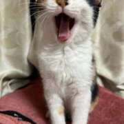 ヒメ日記 2025/09/15 04:47 投稿 うみ 制服向上委員会