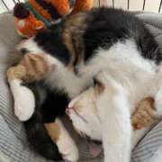 ヒメ日記 2025/10/05 04:25 投稿 うみ 制服向上委員会