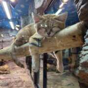 ヒメ日記 2026/03/22 21:03 投稿 うみ 制服向上委員会