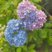 ヒメ日記 2025/06/22 13:00 投稿 陽愛莉（ひまり） NOA（ノア）