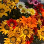 ヒメ日記 2025/07/03 12:26 投稿 陽愛莉（ひまり） NOA（ノア）