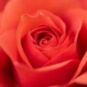 ヒメ日記 2025/05/26 19:08 投稿 京極　れん ソープランド蜜 人妻・美熟女専門店