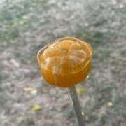 ヒメ日記 2025/06/17 10:13 投稿 京極　れん ソープランド蜜 人妻・美熟女専門店