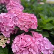 ヒメ日記 2025/07/08 14:52 投稿 京極　れん ソープランド蜜 人妻・美熟女専門店