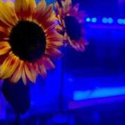 ヒメ日記 2025/07/16 01:22 投稿 京極　れん ソープランド蜜 人妻・美熟女専門店