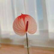 ヒメ日記 2025/09/08 17:22 投稿 京極　れん ソープランド蜜 人妻・美熟女専門店