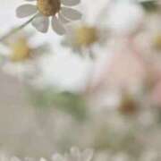 ヒメ日記 2025/12/09 10:12 投稿 京極　れん ソープランド蜜 人妻・美熟女専門店