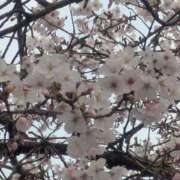 ヒメ日記 2026/03/30 12:40 投稿 ちあき TSUBAKI(ツバキ)