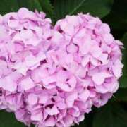 ヒメ日記 2025/06/12 12:43 投稿 ひとみ経験豊富な美熟主婦 熟女パラダイス岐阜店（カサブランカグループ）