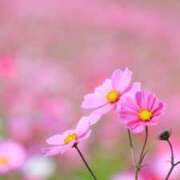 ヒメ日記 2025/10/17 11:29 投稿 ひとみ経験豊富な美熟主婦 熟女パラダイス岐阜店（カサブランカグループ）