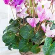 ヒメ日記 2025/11/06 11:18 投稿 ひとみ経験豊富な美熟主婦 熟女パラダイス岐阜店（カサブランカグループ）