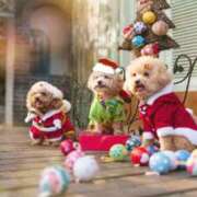 ヒメ日記 2025/12/23 11:23 投稿 ひとみ経験豊富な美熟主婦 熟女パラダイス岐阜店（カサブランカグループ）