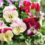 ヒメ日記 2026/02/09 11:05 投稿 ひとみ経験豊富な美熟主婦 熟女パラダイス岐阜店（カサブランカグループ）