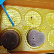 ヒメ日記 2025/06/24 12:01 投稿 音羽 Pink Rose（ピンクローズ）