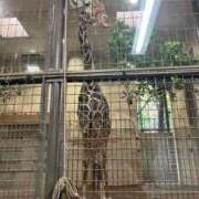 ヒメ日記 2025/08/05 19:25 投稿 雨宮りん コウテイ