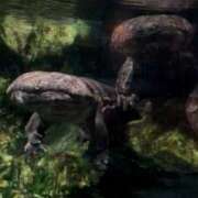 雨宮りん 動いたッ❤️ コウテイ