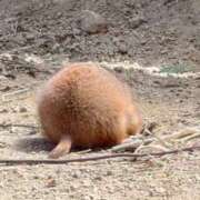 ヒメ日記 2026/04/03 08:25 投稿 雨宮りん コウテイ