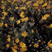 ヒメ日記 2025/07/08 17:56 投稿 ふわり 吉原ファーストレディ