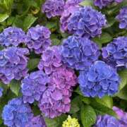 ヒメ日記 2025/07/12 11:23 投稿 ふわり 吉原ファーストレディ