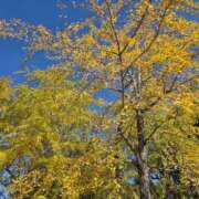 ヒメ日記 2025/11/16 19:49 投稿 さえ CELEB FACE FUKUOKA