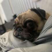 あんず 💜ありがとうございます Versailles