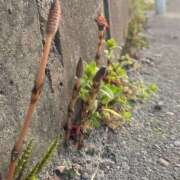 あんず 💜おはようございます Versailles