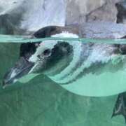 ヒメ日記 2025/07/28 23:59 投稿 こずえ 千葉柏ちゃんこ