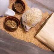 ヒメ日記 2025/08/11 23:58 投稿 こずえ 千葉柏ちゃんこ