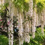 ヒメ日記 2025/10/15 12:37 投稿 こずえ 千葉柏ちゃんこ