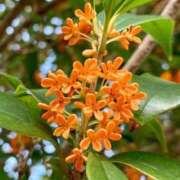 ヒメ日記 2025/10/27 17:24 投稿 まお 完熟ばなな梅田