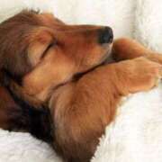 ヒメ日記 2024/12/19 00:04 投稿 はな 北九州人妻倶楽部（三十路、四十路、五十路）