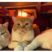 ヒメ日記 2024/12/23 11:05 投稿 はな 北九州人妻倶楽部（三十路、四十路、五十路）