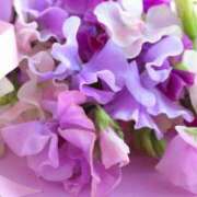 ヒメ日記 2025/01/21 11:03 投稿 はな 北九州人妻倶楽部（三十路、四十路、五十路）