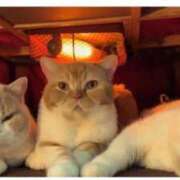 ヒメ日記 2025/01/29 11:03 投稿 はな 北九州人妻倶楽部（三十路、四十路、五十路）