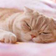 ヒメ日記 2025/02/05 00:04 投稿 はな 北九州人妻倶楽部（三十路、四十路、五十路）