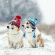 ヒメ日記 2025/02/08 12:35 投稿 はな 北九州人妻倶楽部（三十路、四十路、五十路）