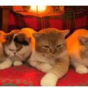 ヒメ日記 2025/02/20 10:13 投稿 はな 北九州人妻倶楽部（三十路、四十路、五十路）