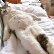 ヒメ日記 2025/03/06 00:02 投稿 はな 北九州人妻倶楽部（三十路、四十路、五十路）