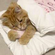 ヒメ日記 2025/03/31 00:03 投稿 はな 北九州人妻倶楽部（三十路、四十路、五十路）