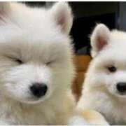 ヒメ日記 2025/03/31 11:05 投稿 はな 北九州人妻倶楽部（三十路、四十路、五十路）