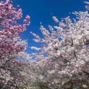 ヒメ日記 2025/04/01 11:03 投稿 はな 北九州人妻倶楽部（三十路、四十路、五十路）