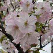 ヒメ日記 2025/04/03 11:04 投稿 はな 北九州人妻倶楽部（三十路、四十路、五十路）